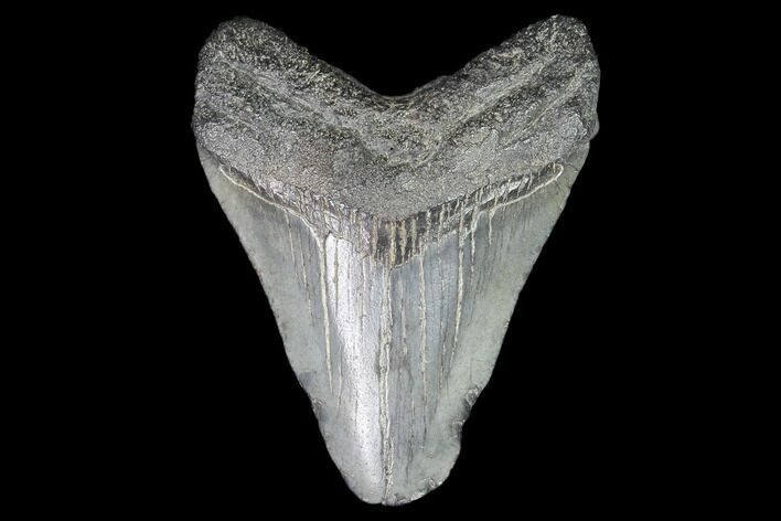 Juvenile Megalodon Tooth - Georgia #101325